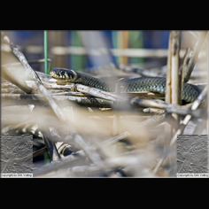 Ringelnatter Natrix natrix