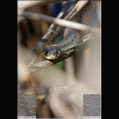 Ringelnatter Natrix natrix