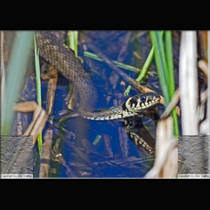 Ringelnatter Natrix natrix