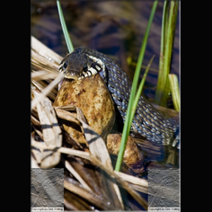 Ringelnatter Natrix natrix