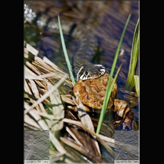 Ringelnatter Natrix natrix