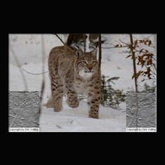 Luchs Felis lynx