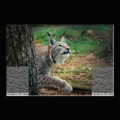 Luchs Felis lynx