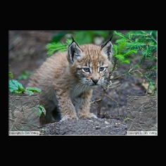 Luchs Felis lynx