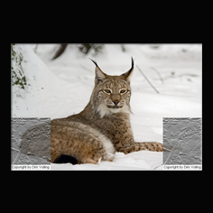 Luchs Felis lynx