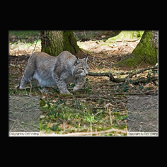 Luchs Felis lynx