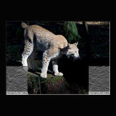 Luchs Felis lynx