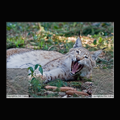 Luchs Felis lynx