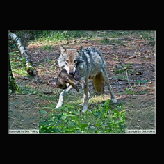 Wolf Canis lupus