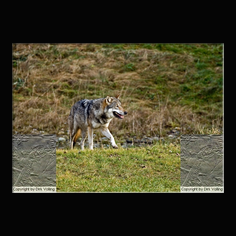Wolf Canis lupus