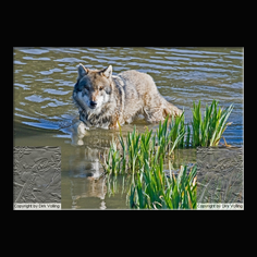 Wolf Canis lupus