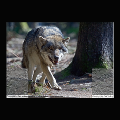 Wolf Canis lupus